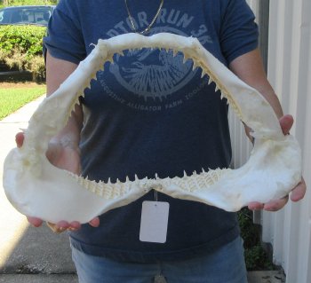Authentic 17 inch Blacktip Shark Jaw (Carcharhinus limbatus)  for sale- $240