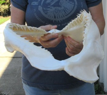 Authentic 17 inch Blacktip Shark Jaw (Carcharhinus limbatus)  for sale- $240