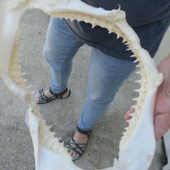 Authentic 17 inch Blacktip Shark Jaw (Carcharhinus limbatus)  for sale- $240