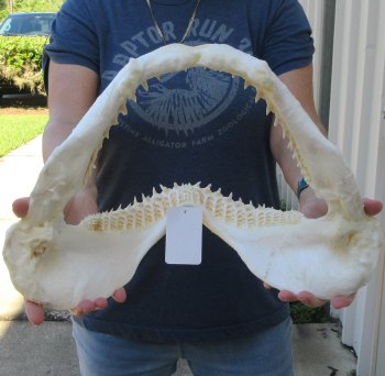 Authentic 16 inch Blacktip Shark Jaw (Carcharhinus limbatus)  for sale- $220