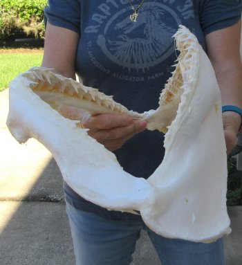 Authentic 16 inch Blacktip Shark Jaw (Carcharhinus limbatus)  for sale- $220