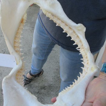 Authentic 16 inch Blacktip Shark Jaw (Carcharhinus limbatus)  for sale- $220