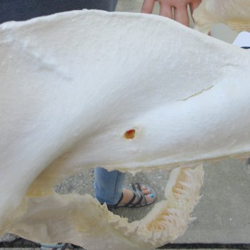 Authentic 16 inch Blacktip Shark Jaw (Carcharhinus limbatus)  for sale- $220