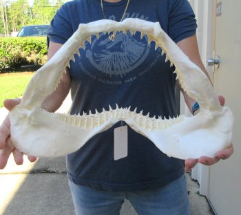 Authentic 16 inch Blacktip Shark Jaw (Carcharhinus limbatus)  for sale- $220