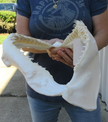 Authentic 16 inch Blacktip Shark Jaw (Carcharhinus limbatus)  for sale- $220