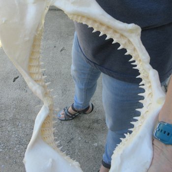 Authentic 16 inch Blacktip Shark Jaw (Carcharhinus limbatus)  for sale- $220