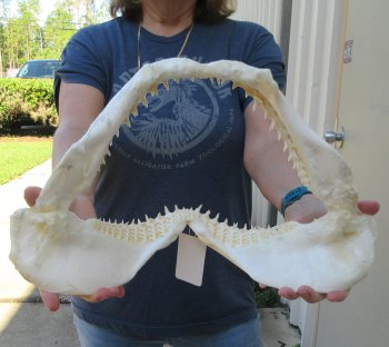 Authentic 16-1/2 inch Blacktip Shark Jaw (Carcharhinus limbatus)  for sale- $220