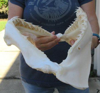 Authentic 16-1/2 inch Blacktip Shark Jaw (Carcharhinus limbatus)  for sale- $220