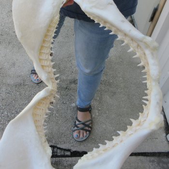 Authentic 16-1/2 inch Blacktip Shark Jaw (Carcharhinus limbatus)  for sale- $220