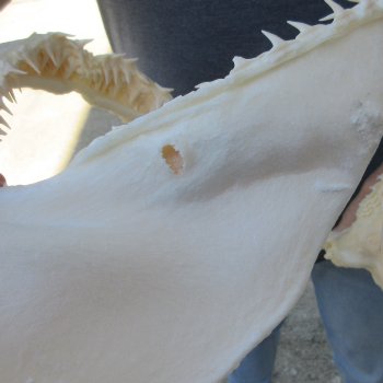 Authentic 16-1/2 inch Blacktip Shark Jaw (Carcharhinus limbatus)  for sale- $220
