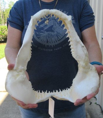 Authentic 11 inch Blacktip Shark Jaw (Carcharhinus limbatus)  for sale- $120