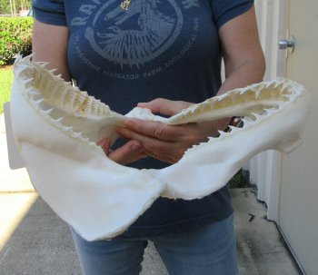 Authentic 11 inch Blacktip Shark Jaw (Carcharhinus limbatus)  for sale- $120