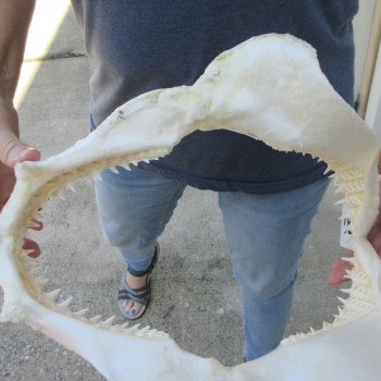 Authentic 11 inch Blacktip Shark Jaw (Carcharhinus limbatus)  for sale- $120