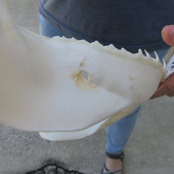 Authentic 11 inch Blacktip Shark Jaw (Carcharhinus limbatus)  for sale- $120