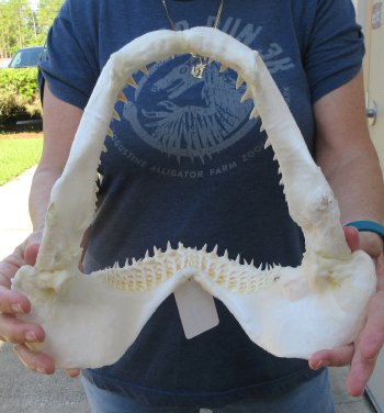 Authentic 11-1/2 inch Blacktip Shark Jaw (Carcharhinus limbatus)  for sale- $120