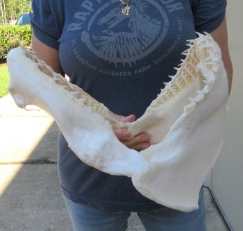 Authentic 11-1/2 inch Blacktip Shark Jaw (Carcharhinus limbatus)  for sale- $120