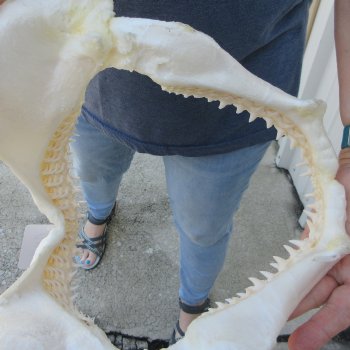 Authentic 11-1/2 inch Blacktip Shark Jaw (Carcharhinus limbatus)  for sale- $120