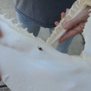 Authentic 11-1/2 inch Blacktip Shark Jaw (Carcharhinus limbatus)  for sale- $120