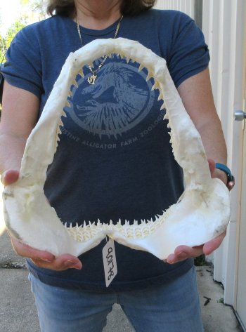 Authentic 11-1/2 inch Blacktip Shark Jaw (Carcharhinus limbatus)  for sale- $120