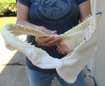 Authentic 11-1/2 inch Blacktip Shark Jaw (Carcharhinus limbatus)  for sale- $120