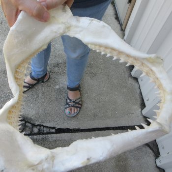 Authentic 11-1/2 inch Blacktip Shark Jaw (Carcharhinus limbatus)  for sale- $120