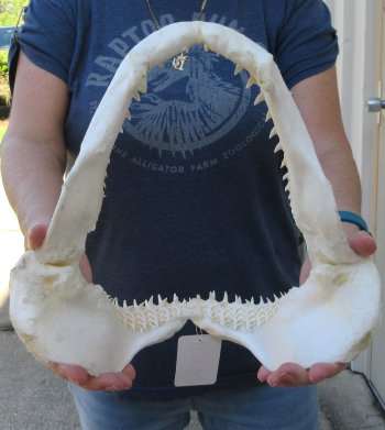 Authentic 11-1/2 inch Blacktip Shark Jaw (Carcharhinus limbatus)  for sale- $120