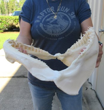 Authentic 11-1/2 inch Blacktip Shark Jaw (Carcharhinus limbatus)  for sale- $120