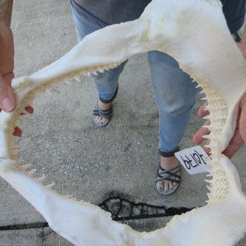 Authentic 11-1/2 inch Blacktip Shark Jaw (Carcharhinus limbatus)  for sale- $120