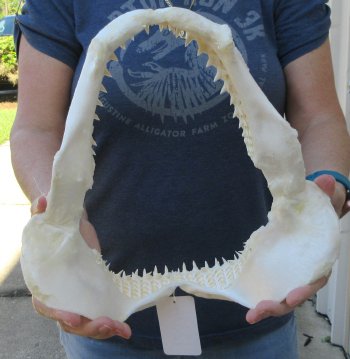 Authentic 11 inch Blacktip Shark Jaw (Carcharhinus limbatus)  for sale- $120