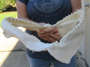 Authentic 11 inch Blacktip Shark Jaw (Carcharhinus limbatus)  for sale- $120