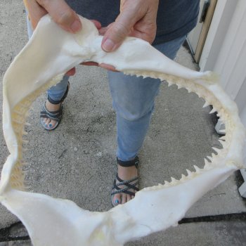 Authentic 11 inch Blacktip Shark Jaw (Carcharhinus limbatus)  for sale- $120