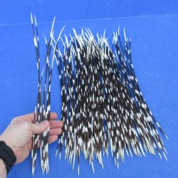 One Hundred African Porcupine Quills 12" to 15"