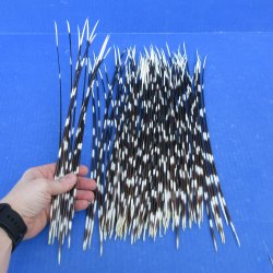One Hundred African Porcupine Quills 12" to 15"