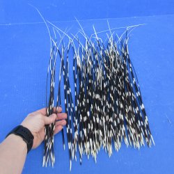 One Hundred Semi-Cleaned Thin African Porcupine Quills 11" to 20"