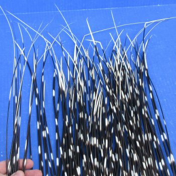 One Hundred Semi-Cleaned Thin African Porcupine Quills 11" to 20"