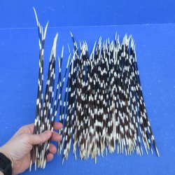One Hundred African Porcupine Quills 11" to 15"