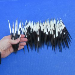 One Hundred Fat African Porcupine Quills 3" to 5"