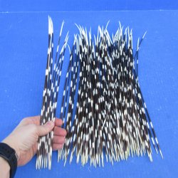 One Hundred African Porcupine Quills 11" to 15"