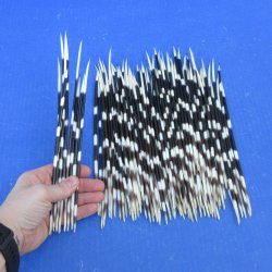One Hundred Fat African Porcupine Quills 8" to 10"