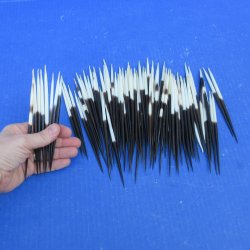 One Hundred Fat African Porcupine Quills 3" to 5"
