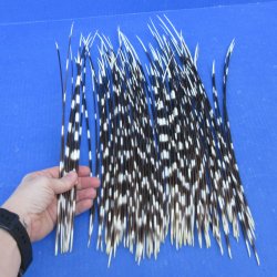 One Hundred African Porcupine Quills 11" to 17"