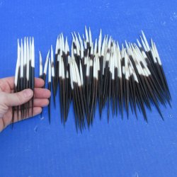One Hundred Fat African Porcupine Quills 3" to 5"