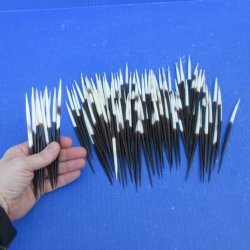 One Hundred Fat African Porcupine Quills 3" to 5"
