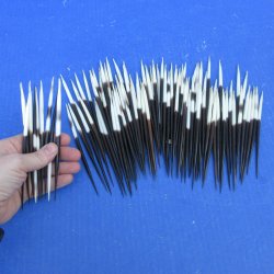 One Hundred Fat African Porcupine Quills 3" to 5"