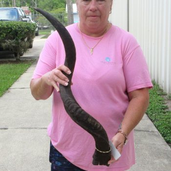 34" B-Grade Kudu Horn