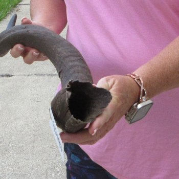 34" B-Grade Kudu Horn