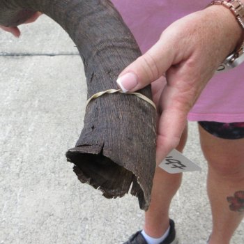 34" B-Grade Kudu Horn