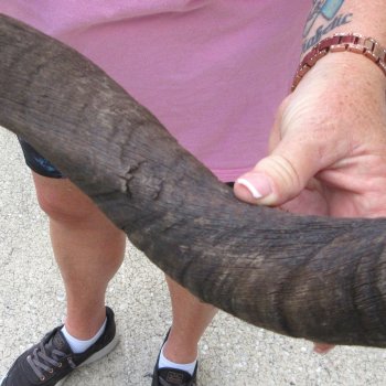 34" B-Grade Kudu Horn