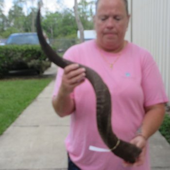 34" B-Grade Kudu Horn