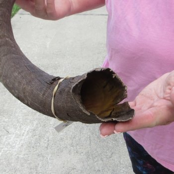 34" B-Grade Kudu Horn